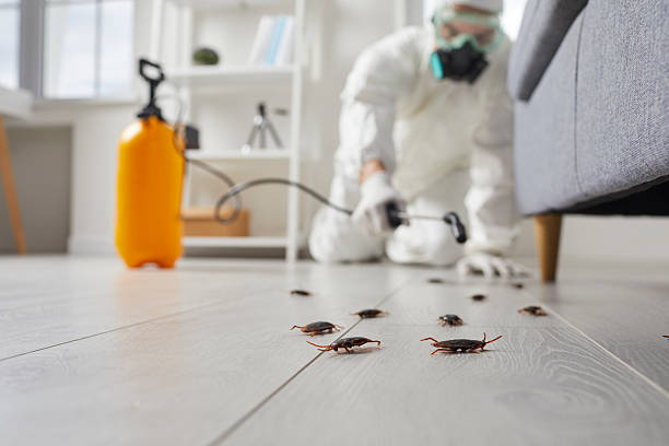 Post-Treatment Bed Bug Interceptor Monitoring in St. James